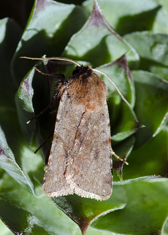 Noctuidae